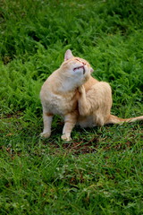 Ginger cat in the grass – playful and expressive moments-A ginger cat lying and playing in the grass, showing different moods and expressions. The cat is grooming, scratching, sticking out its tongue.