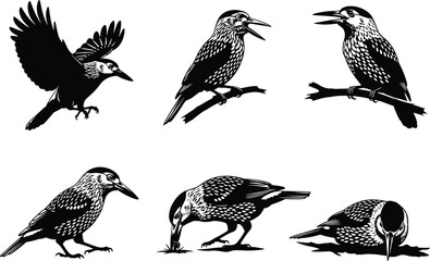 Woodpecker silhouette vector set, flying bird, perched woodpecker, pecking pose, forest wildlife, black and white illustration, nature clipart, animal design