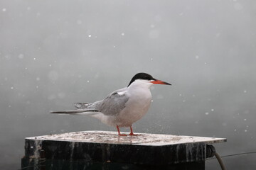 common tern