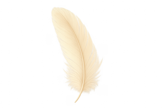 Light beige bird feather with transparent background