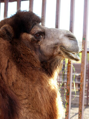 Camel's head very close, portrait of the animal.