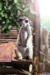A funny meerkat in the wild. This African animal is very close.