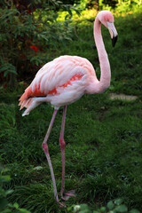 A pink flamingo in nature. A bright bird.