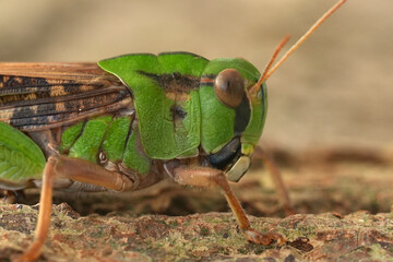 Closeup on a large colorful green European Migratory Locust, Locusta migratoria grasshopper