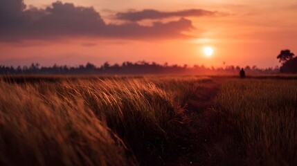 Obraz premium Golden sunset over a vast rural field with a silhouette of a person walking along a path