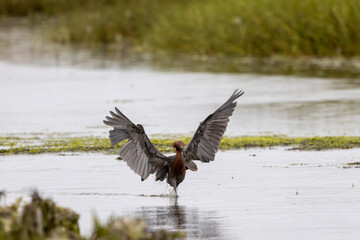 Dark-morph Reddish Egret running through shallows with wings raised in light rain, San Diego Mud Flats