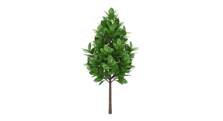 Small Green Tree with Rounded Leaves and Brown Trunk.