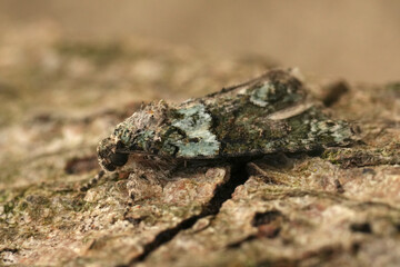 Detailed closeup on a Tree-lichen Beauty moth, Cryphia algae on wood