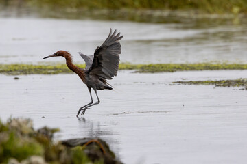 Dark-morph Reddish Egret landing in shallow marsh during light rain, San Diego River Mudflats