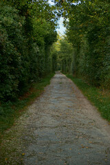 Obraz premium Vertical shot of asphalt path lined with green shrubs and yellow autumn leaves. Early autumn scene creates a peaceful natural corridor with cozy woodland atmosphere.