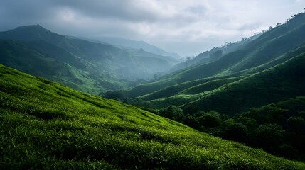 Lush green tea plantation covers rolling hills in a misty mountain landscape under soft morning light
