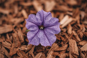 A single, vibrant purple flower rests atop a bed of wood chips.  Close-up view