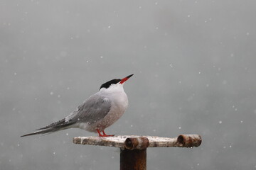 common tern