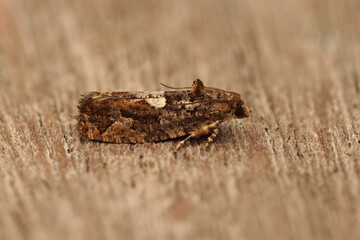 Closeup on a Diamond-back Marble micro moth, Eudemis profundana