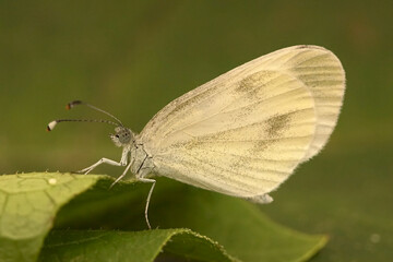 Closeup on a fragile wood white butterfly Leptidea sinapis sitting on a leaf