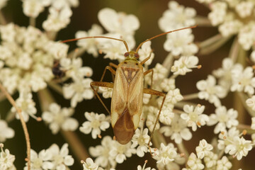 Closeup on a Lucerne or alfalfa plant bug, Adelphocoris lineolatus