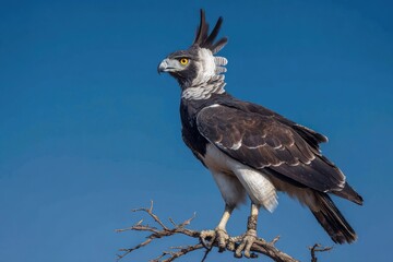 Obraz premium Bird of prey perched on a branch (1)