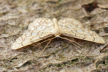 Closeup on a small Checkered wave geometer moth, chequered wave with spread wings