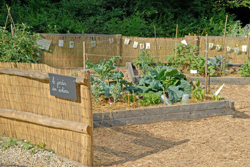 Chou, Paillage, Allée en copeaux de bois, Cannisse en roseau, Jardin des écoliers, Culture bio....