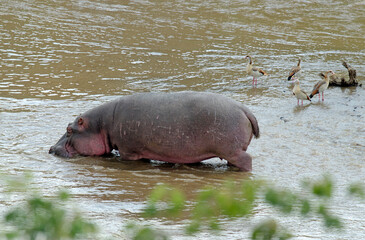 Fototapeta premium hippopotame, hippopotamus amphibius, Réserve de Masai Mara, Afrique