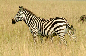 zébre de Grant, equus burchelli granti, savane, Réserve Masai Mara, Kenya