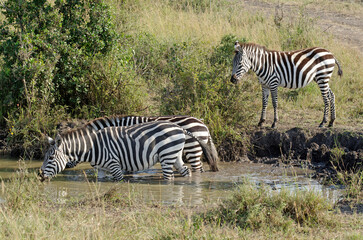 zébre de Grant, equus burchelli granti, savane, Réserve Masai Mara, Kenya