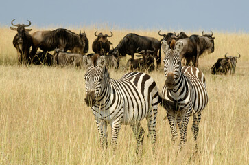 zebre de Grant, equus burchelli granti, gnou &agrave; queue noire, connochaetes taurinus, savane, R&eacute;serve Masai Mara, Kenya