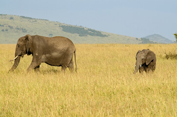 &eacute;l&eacute;phant d'Afrique, loxodonta africana, adulte et jeune, savane, Afrique de l'Est