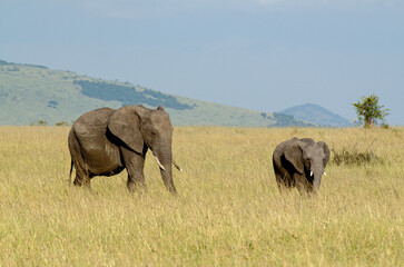 &eacute;l&eacute;phant d'Afrique, loxodonta africana, adulte et jeune, savane, Afrique de l'Est