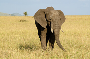 &eacute;l&eacute;phant d'Afrique, loxodonta africana, savane, R&eacute;serve de Masai Mara, Kenya