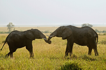 éléphant d'Afrique, loxodonta africana, adulte, combat, savane, Afrique de l'Est