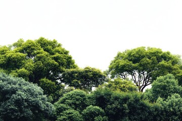 Obraz premium Lush green trees against a white background
