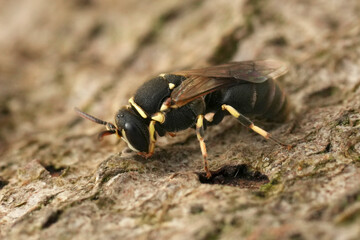 Closeup on a male yellow-faced or masked bee, Hylaeus variegatus