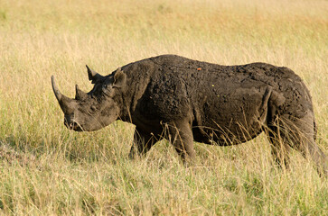 Obraz premium rhinocéris noir, diceros bicornis, adulte, savane, réserve de Masai Mara, Kenya