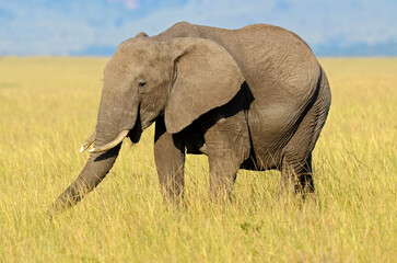 Obraz premium éléphant d'Afrique, loxodonta africana, savane, Réserve de Masai Mara, Kenya