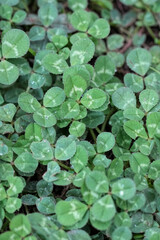 Closeup on a emerging foliage of the Dutch Ladino, or white clover, Trifolium repens