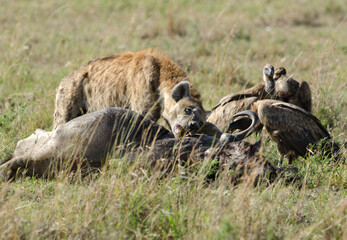 Hyène tachetée, Crocuta crocuta, Vautour, mange un buffle, Afrique de l'Est