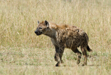 Fototapeta premium Hyène tachetée, Crocuta crocuta, Afrique de l'Est
