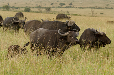 Fototapeta premium Buffle d'Afrique, Syncerus caffer, Réserve de Masai Mara , Kenya