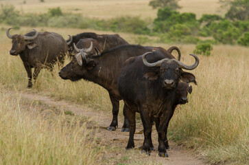 Obraz premium Buffle d'Afrique, Syncerus caffer, Réserve de Masai Mara , Kenya
