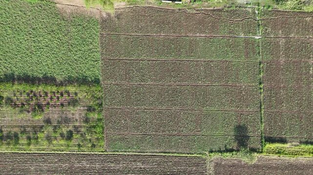 A powerful, smooth 4K drone shot ascends straight up, starting low to show the detail of vibrant, newly sprouted sugarcane and quickly rising to capture the entire organized agricultural landscape.