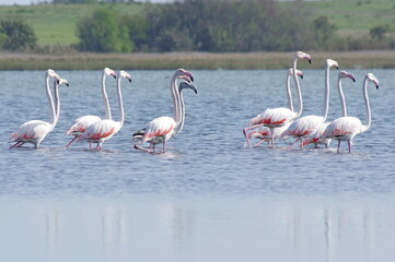 Fototapeta premium Greater flamingo group in the lake