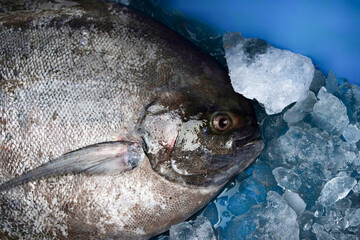 A large, dark-scaled fish rests on a bed of ice within a vibrant blue container in Mangalore, India. This close-up composition highlights its fresh texture and eye.