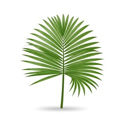 Single Palm Leaf on White Background  Tropical Minimalism