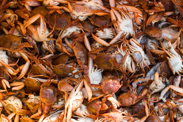 An overhead, full-frame view of an abundant pile of fresh crabs and seafood, captured at a bustling market in India, showcasing various sizes and colors.