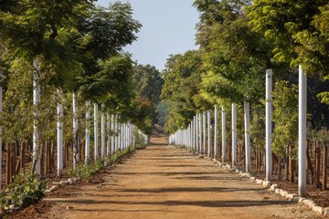Fototapeta premium Dirt path lined with trees