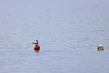 black tern