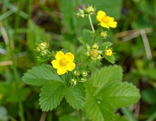 Close-up of yellow wildflowers