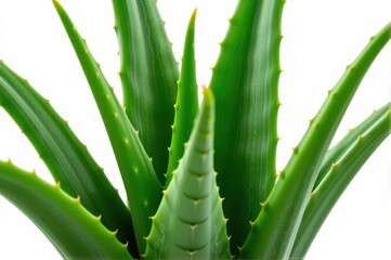 Obraz premium Fresh aloe vera plant leaves isolated on white background, showing succulent texture and vibrant green color, fresh, herbal