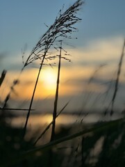 Fototapeta premium Serene sunset through tall grass evokes peace and tranquility, perfect for nature lovers and travel bloggers seeking a calming backdrop for content